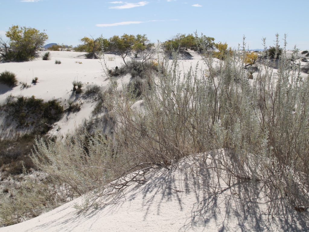 White Sands National Park