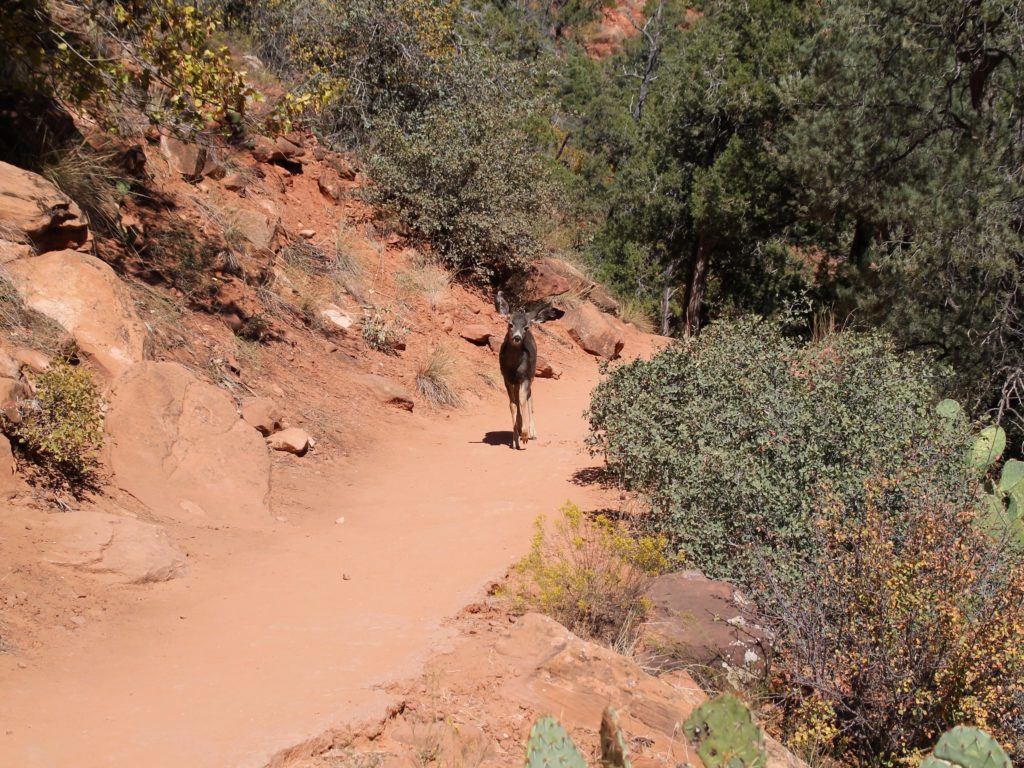 Zion National Park